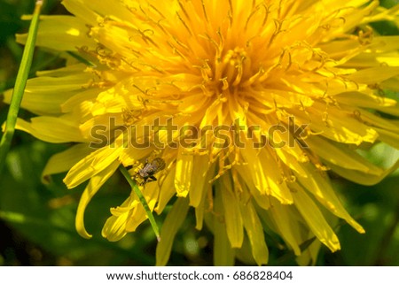 Yellow dandelion flower with small fly