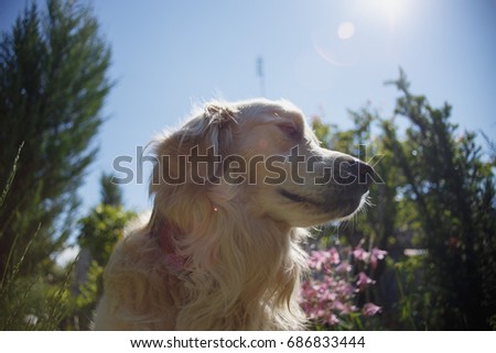 White Golden retriever in the country house