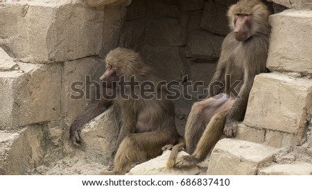 Monkeys hanging out