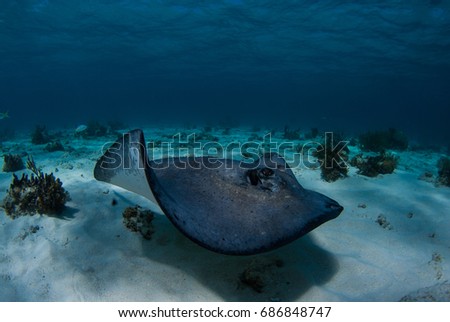 A southern stingray cruises across the sand in the shallow waters of Stingray City located in the north sound of Grand Cayman.