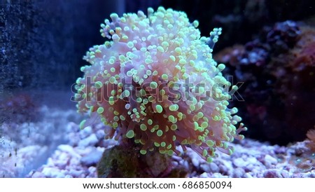 Frogspawn euphyllia lps coral 