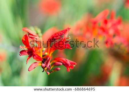 Artistic view over Crocosmia Lucifer flower in the garden.
Perfect image for: close up of exotic orange Crocosmia, red blooming Crocosmia flowers with bokeh, autumn floral background, etc.
