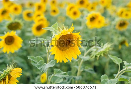 Sunflower field in the process of maturation of the crop