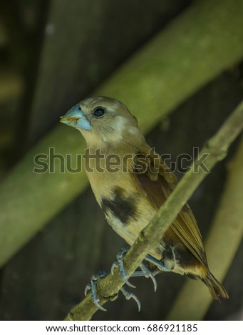 Munia bird perching on a tree branch