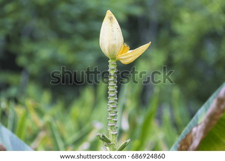 Wild Banana Flower