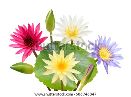Water lily flower isolated on white background