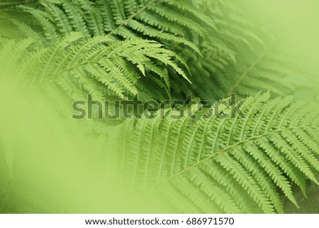 Soft focus close up of a fern