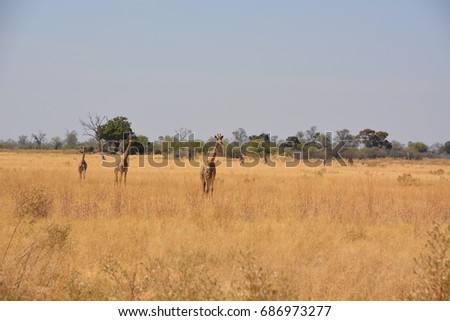 Giraffe family is walking across the bush, Okavango Delta UNESCO World Heritage Site, Moremi Game Reserve, Botswana, Africa