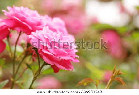 pink rose, soft focus