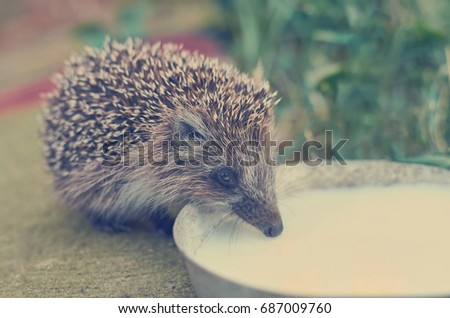 Little hedgehog came to people to drink milk, nature care concept, toned image