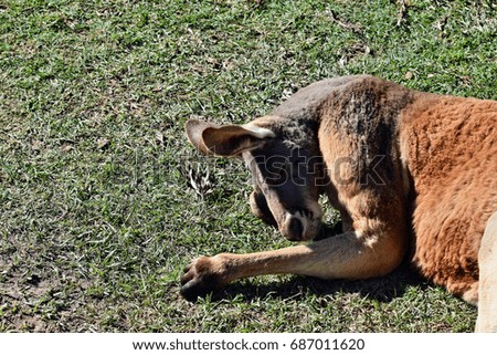  Very muscular wild red kangaroo lying on the grass in Queensland, Australia