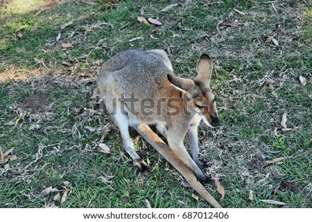 Young cute wild red kangaroo sitting on the grass in Queensland, Australia
