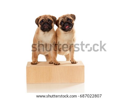 Puppies of pug isolated