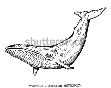Whale water animal engraving raster illustration. Scratch board style imitation. Hand drawn image.