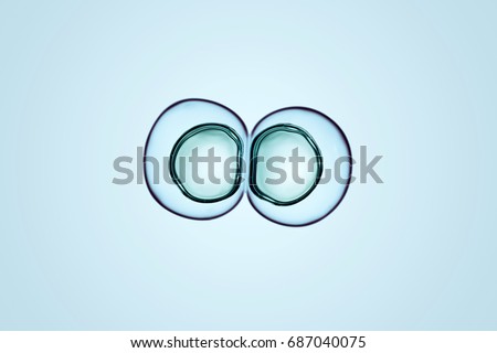 Macro close up of soap bubbles look like scientific image of cells division process, Concept of cell divides into two cells Royalty-Free Stock Photo #687040075