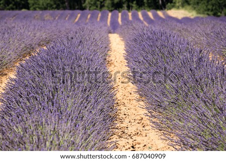 Lavender flowering fields cultivated in Valensole Provence France