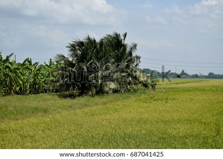 Rice Farms before harvest in bangkok ,Thailand