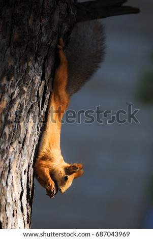 Squirrel
