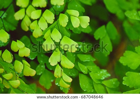 Fresh green fern leaves. Maidenhair fern (Adiantum capillus-veneris) texture for background. Leaf texture pattern for spring background, environment and ecology concept design. 