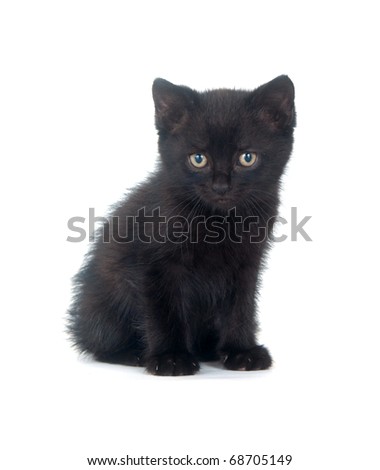 Cute black kitten sitting on white background