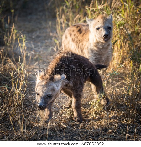 Hyena puppy at sunrise in dry den area, Africa