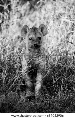 Hyena puppy at sunrise in dry den area, Africa