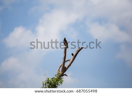 The Bird On A Branch