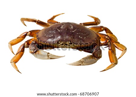 Live Dungeness crab isolated on white background. Royalty-Free Stock Photo #68706907