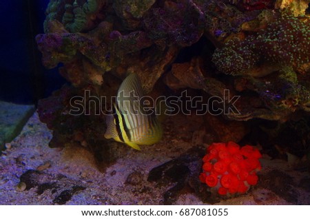  fish reef in acquarium