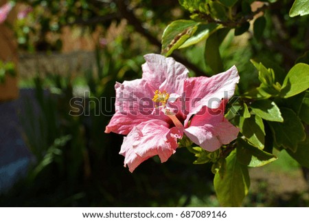 Closeup photo of hibiscus flower on Crete Island 