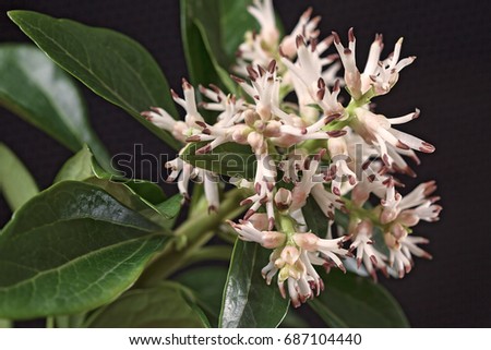 unusual white flower  with green leaves on the dark background, note shallow depth of field