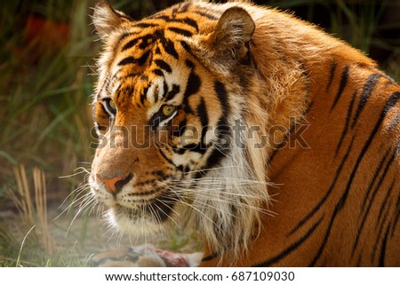 Close-up of a Siberian tiger
