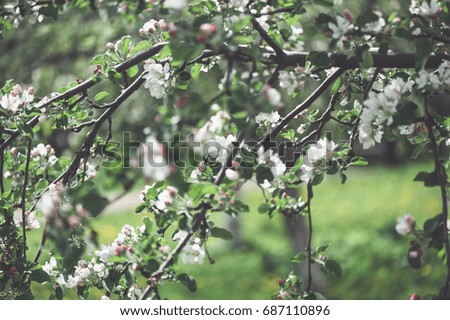 Beautiful apple tree blooming. Selective focus. Blurred background