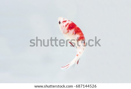Betta Fish or Fighting Fish (Koi Style) On White Background