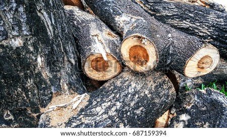 Wood Surface Texture of Cut Tree Trunk, Close-Up Tree Ring