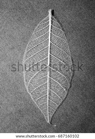 A black & white photograph of a small, semi transparent decorative leaf. This photo was taken in Brisbane, Australia. 