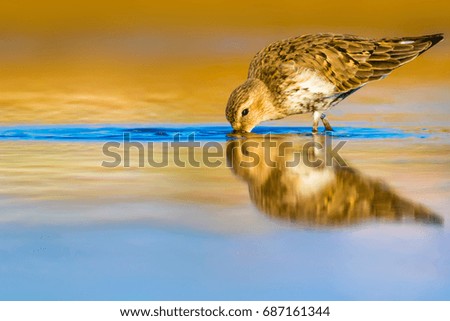 Cute water bird. Colorful nature background. Curlew Sandpiper
