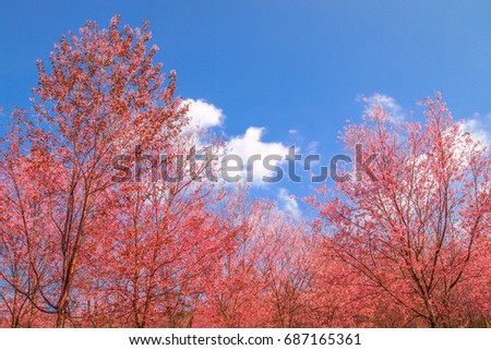 Cherry blossom full bloom in winter season with blue sky background.