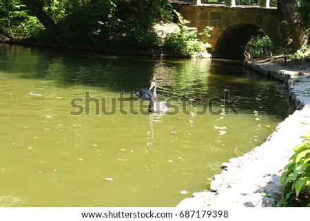Swimming a black swan in Sofiyivsky Park. Botanical Garden arboretum in Uman, Cherkasy Oblast, Ukraine