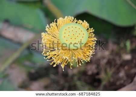 Lotus stamens on the background of large green leaves / Lotus lake in the park / Lotus fades