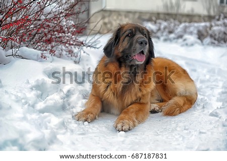 Portrait of a nice Leonberger laying on the snow