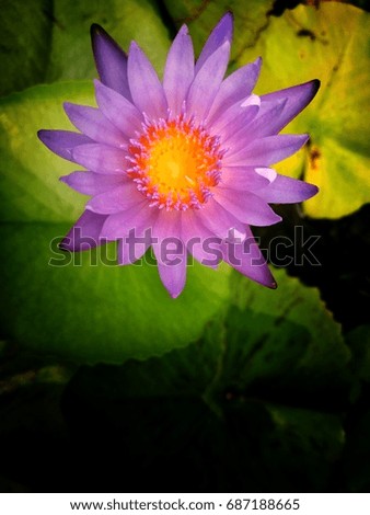 Close up Lotus,  Water Lily Plant Flower with Blank Space Background 