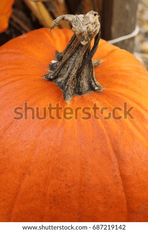 View of One Pumpkin from Above