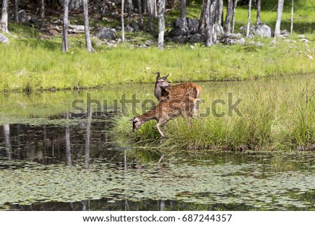 Young white-tailed deer standing with leaves in mouth and other deer drinking in pond 