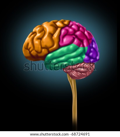 brain lobe sections divisions of mental neurological lobes multi color activity isolated