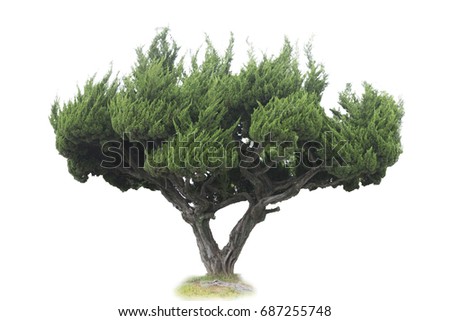 Tree isolated /Botanical Garden, Forest, Leaf, Living Organism, Plant