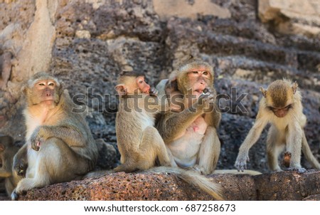 Many monkeys live together.