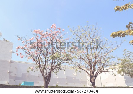 Twins tree with pink flowers and no flowers During the winter on a clear day and the background is a shopping mall.