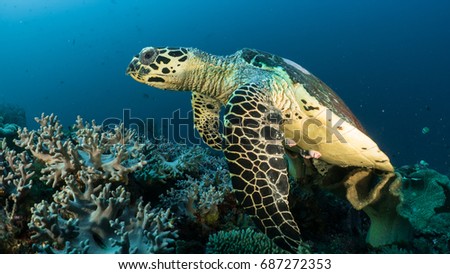 Ambiant underwater 22, sea turtle