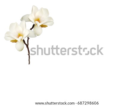 Beautiful magnolia flower isolated on white background.